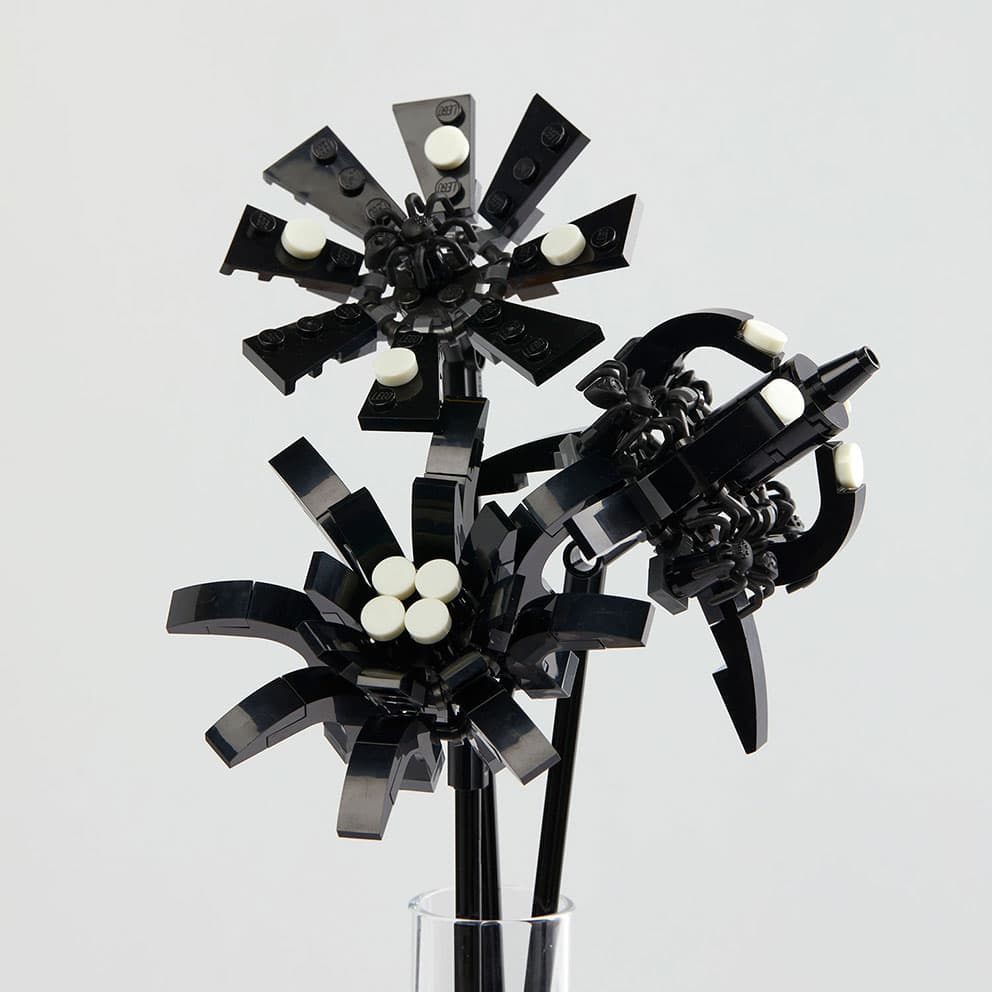 Black Spiders Flower Pack